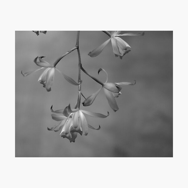 Item preview, Delicate designed and sold by discerninglight.
