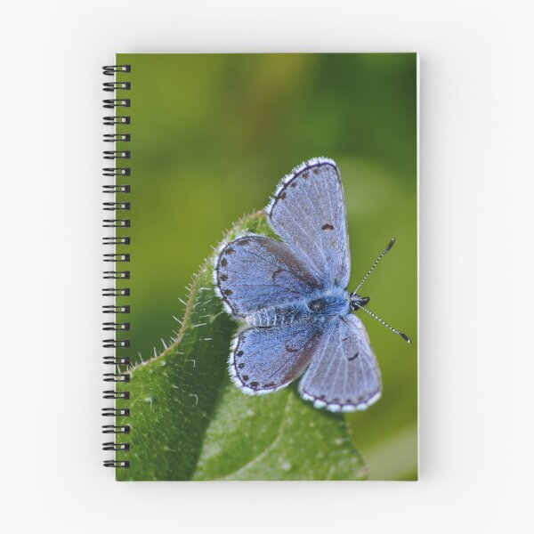 Item preview, Plebejus argus designed and sold by iago rodriguez dopico.