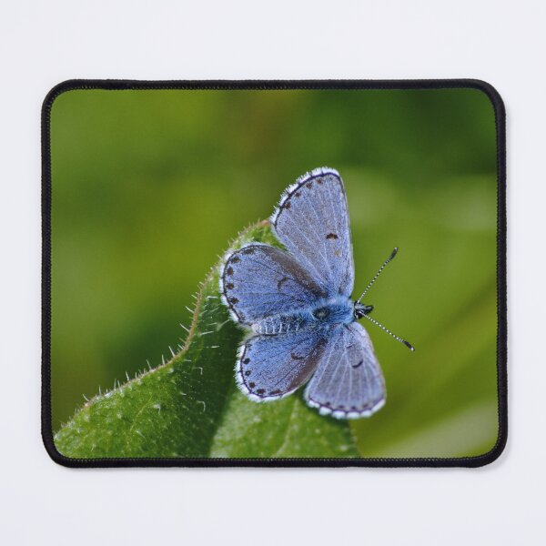 Item preview, Plebejus argus designed and sold by iago rodriguez dopico.