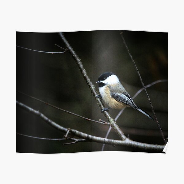 Chickadee & branch Poster