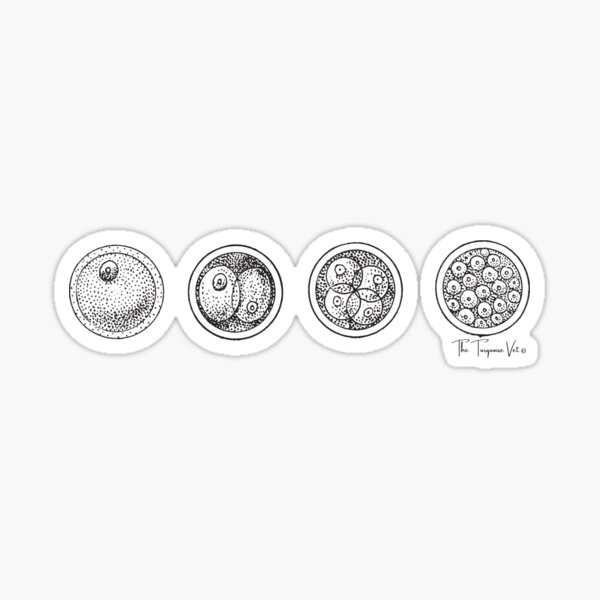 Cleavage Stage Of Embryos Embryology Sticker For Sale By