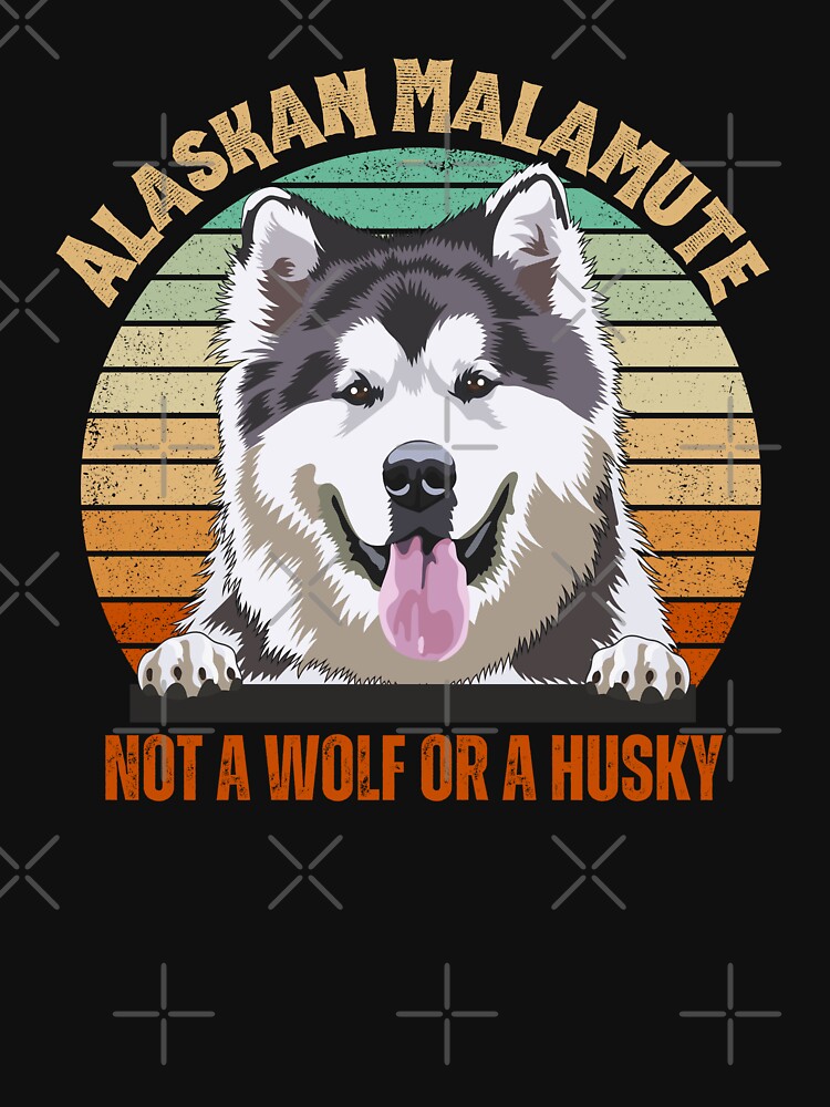 Alaskan Malamute Not a Wolf or a Husky