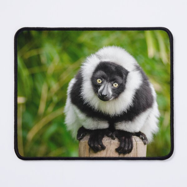 Item preview, Madagascar lemur designed and sold by PET-SHIRTS.
