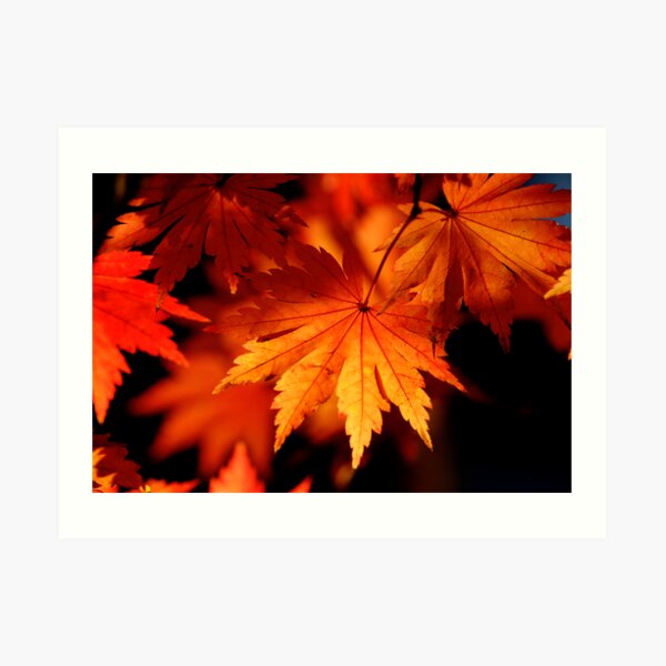 Leaves On Fire Art Print