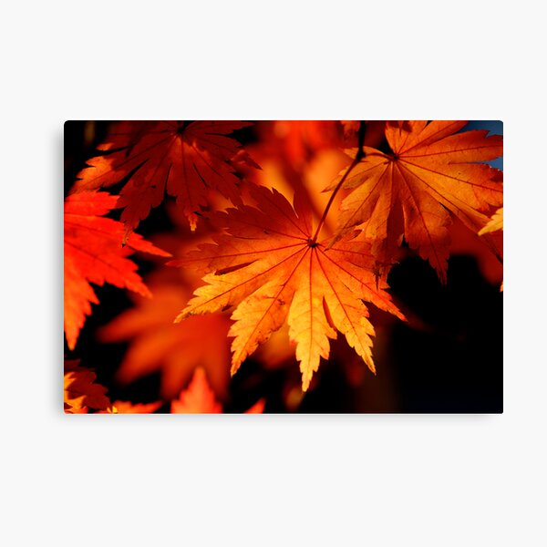 Leaves On Fire Canvas Print
