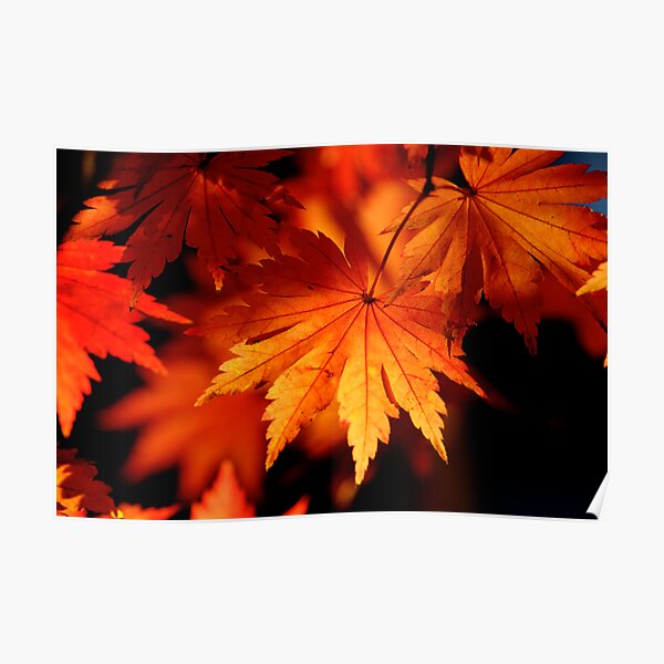 Leaves On Fire Poster