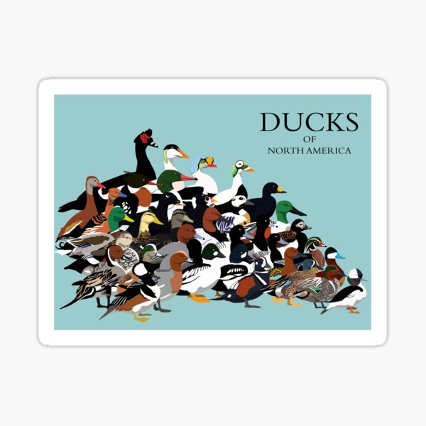 Ducks of North America Sticker