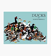 Enten von Nordamerika Fotodruck