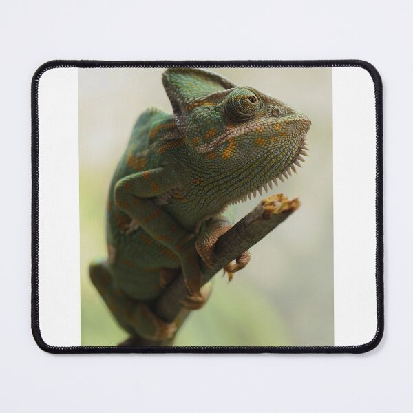 Item preview, Chameleon on a branch designed and sold by PET-SHIRTS.