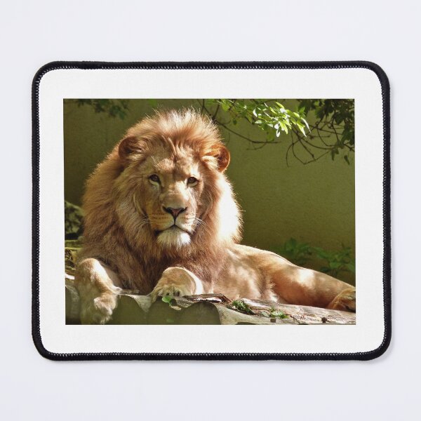 Item preview, Lion watching designed and sold by PET-SHIRTS.