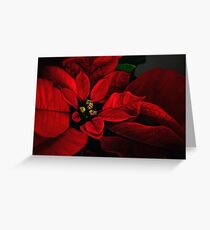 Poinsettia Greeting Card