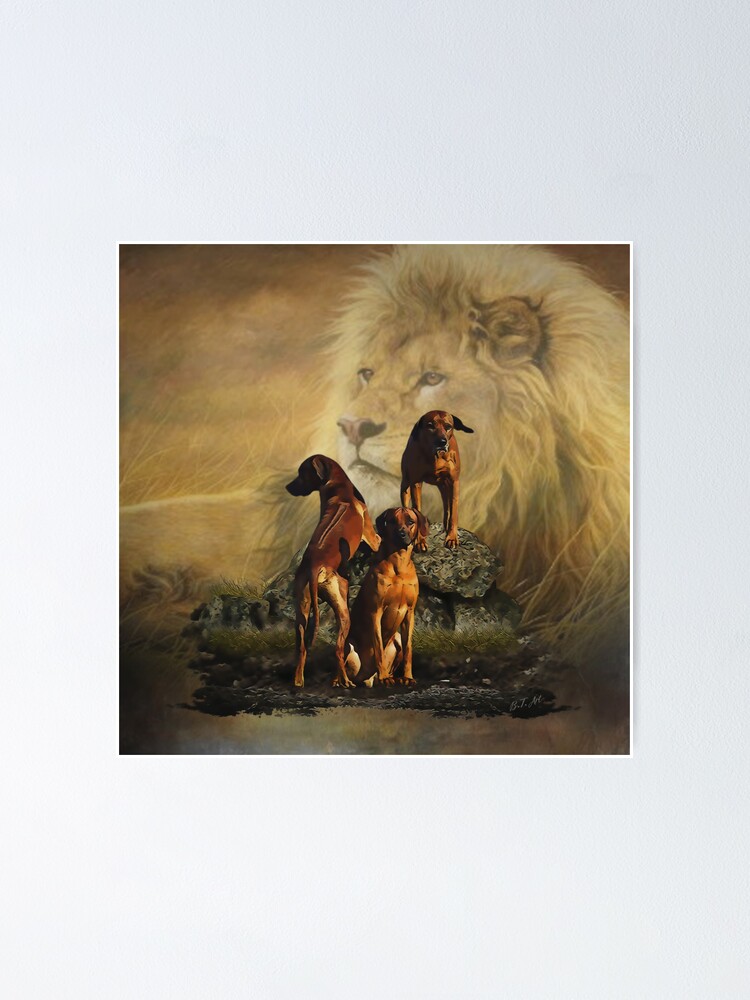 Hound Ridgeback Lion Hunter Rhodesian Ridgeback With Lion