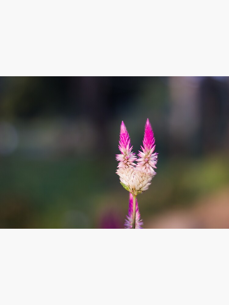 Discover Celosia Flower Premium Matte Vertical Poster