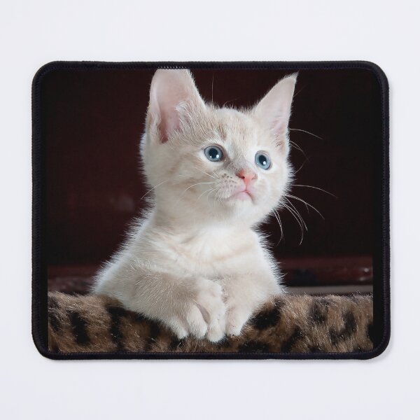Item preview, White kitten designed and sold by PET-SHIRTS.