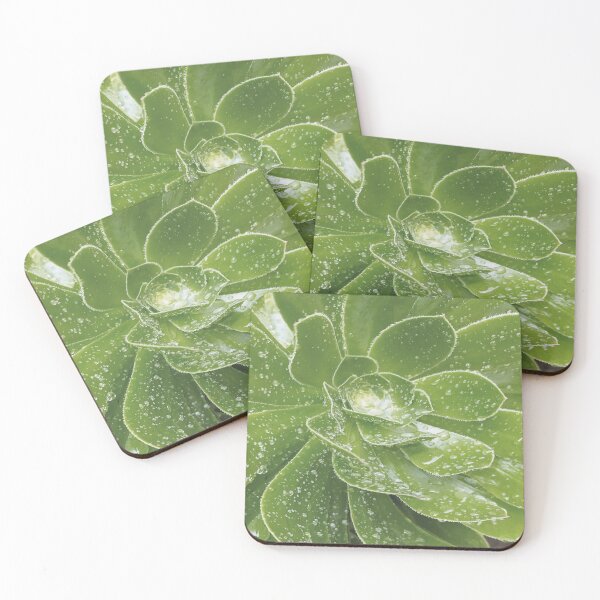 Item preview, Aeonium Plant with raindrops designed and sold by Florrinda.
