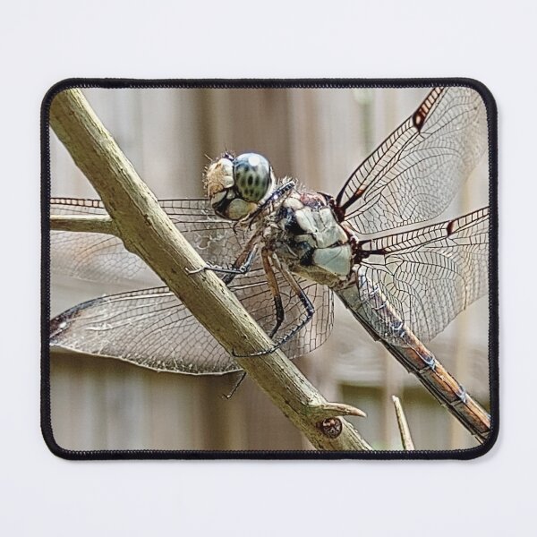 Item preview, Blue skimmer on bougainvillea designed and sold by Bmusicjr.