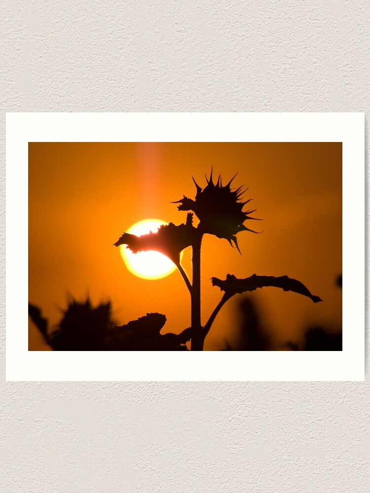 Alternate view of Back Lit Sunflower Art Print