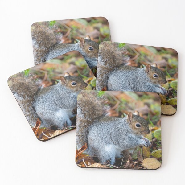 Item preview, Squirrel designed and sold by craigewmcg123.