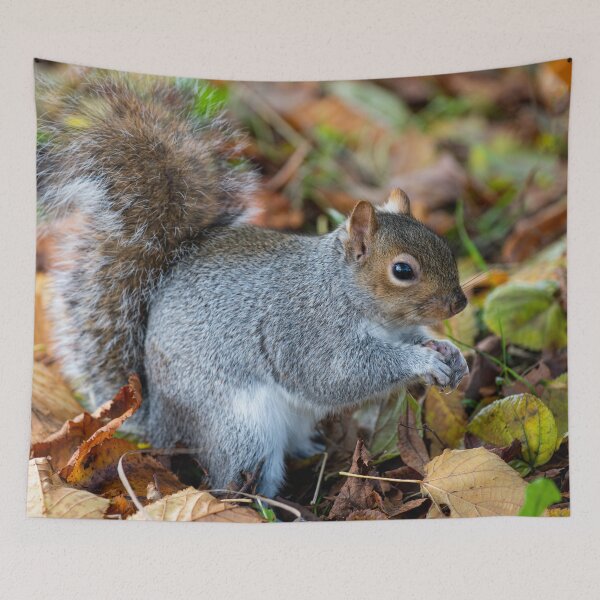 Item preview, Squirrel designed and sold by craigewmcg123.