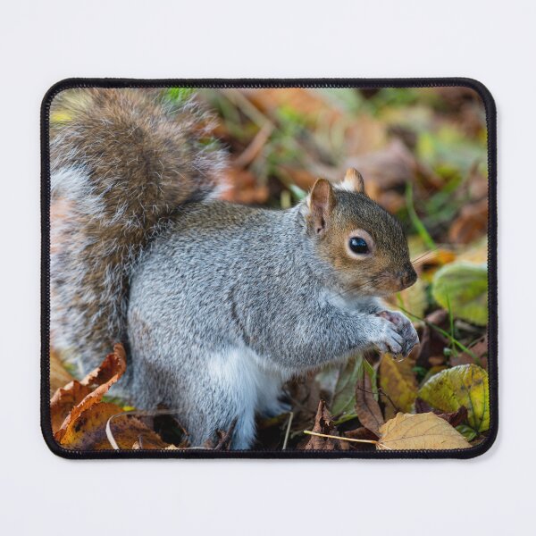Item preview, Squirrel designed and sold by craigewmcg123.