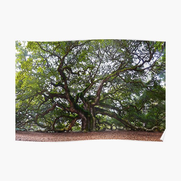 Angel Oak in South Carolina Poster