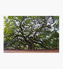 Angel Oak in South Carolina Photographic Print