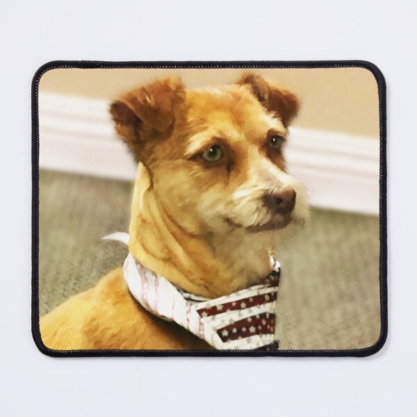 Item preview, Cute Chihuahua and Yorkie Mix. Photo credit: Judith Rodrigues designed and sold by Helga Taylor.