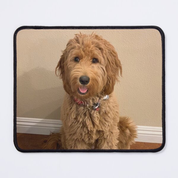 Item preview, Daisy the goldendoodle! Photo credit: Anahit Khachatoorian designed and sold by Helga Taylor.