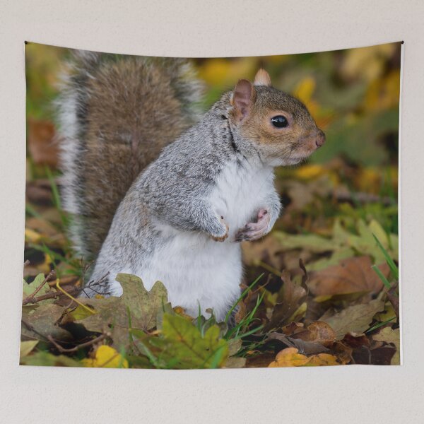 Item preview, Squirrel designed and sold by craigewmcg123.