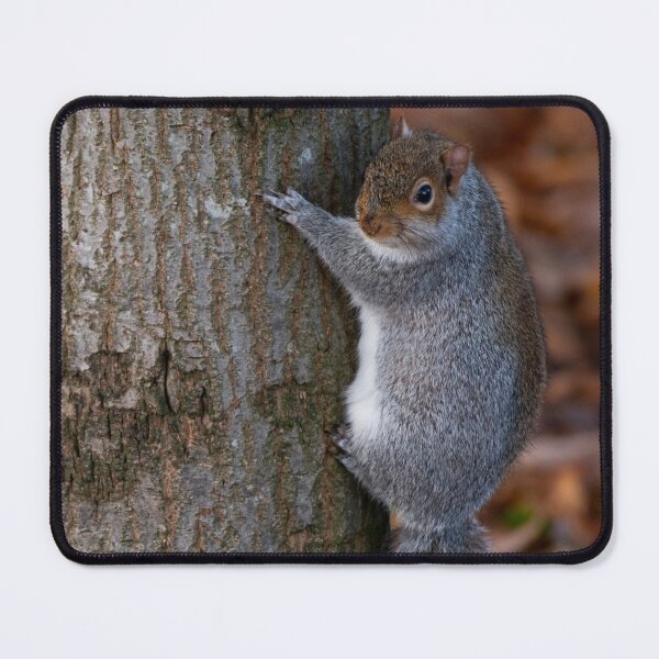 Item preview, Squirrel designed and sold by craigewmcg123.