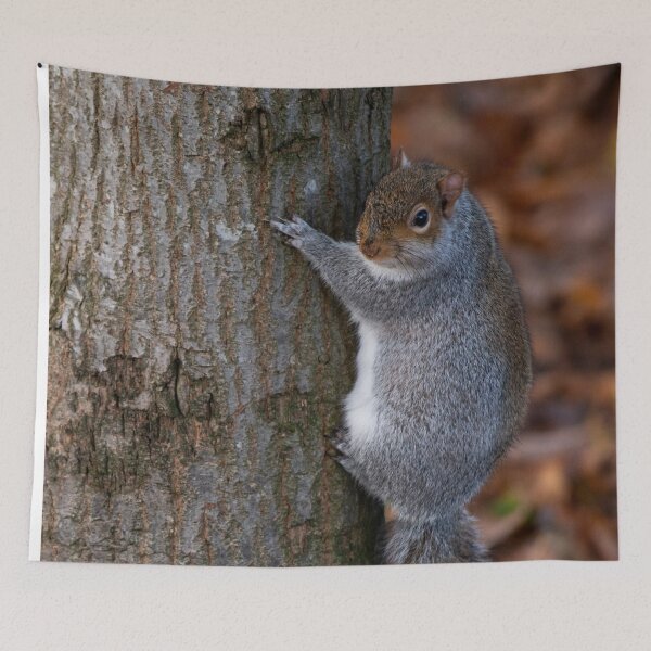 Item preview, Squirrel designed and sold by craigewmcg123.