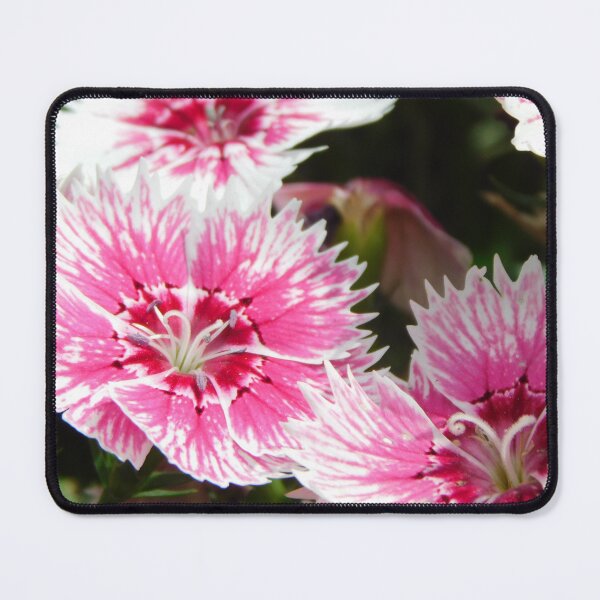Item preview, Dianthus designed and sold by Hannah Ryman.