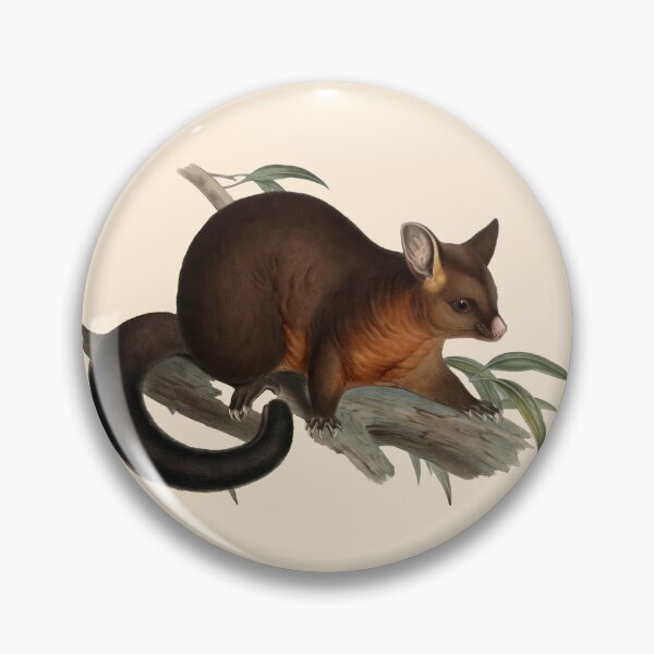 Artikelvorschau, Das rußige Opossum (Phalancista Fuliginosa) von John Gould (1804-1881) entworfen und verkauft von wildtribe.