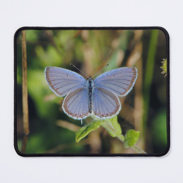 Item preview, Lampides boeticus designed and sold by iago rodriguez dopico.