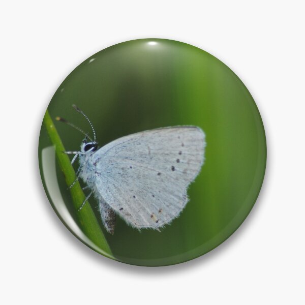 Item preview, Celastrina argiolus designed and sold by iago rodriguez dopico.