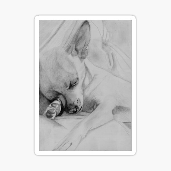 Sleeping Chihuahua Sticker