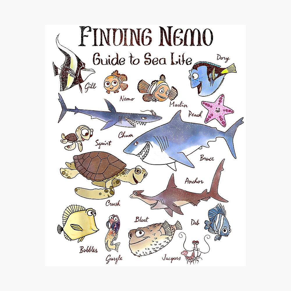  Disney Pixar Finding Nemo Guide To Fish Textbook Sketches T- Shirt : Clothing, Shoes & Jewelry