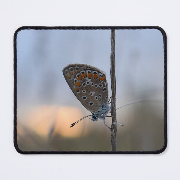 Item preview, Silver-studded blue butterfly  designed and sold by GabrielaMoments.