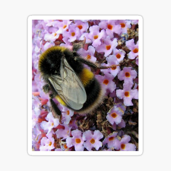 Up Close and Personal - Bumble Bee at Work Sticker
