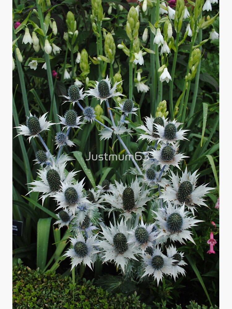 "Spiky Flowers Eryngium Gigantean " Sticker for Sale by Justmum63