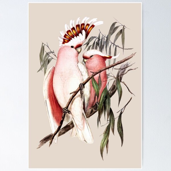 Item preview, Major Mitchells Cockatoo | Leadbeater | (Lophochroa leadbeateri) by John Gould designed and sold by wildtribe.