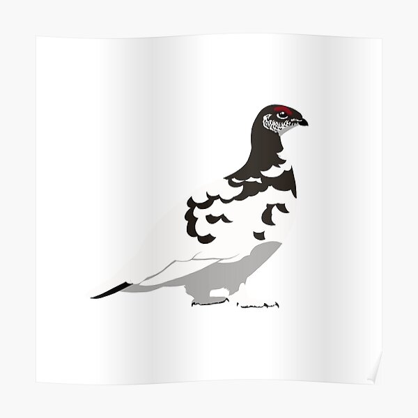 Rock Ptarmigan Poster