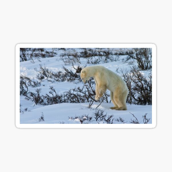 Yoga Bear start standing Sticker