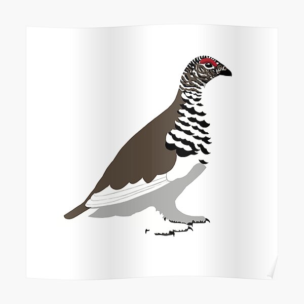 White-tailed Ptarmigan Poster