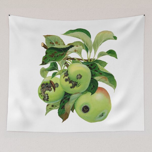 Item preview, Apple Scab - Venturia inaequalis - (cut-away) designed and sold by BiosecurityColl.