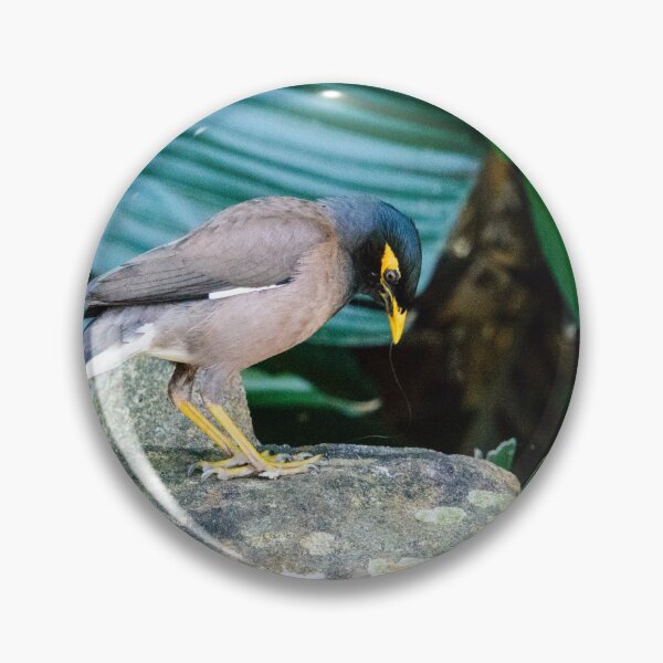 Item preview, Indian Myna designed and sold by frommyhorizon.