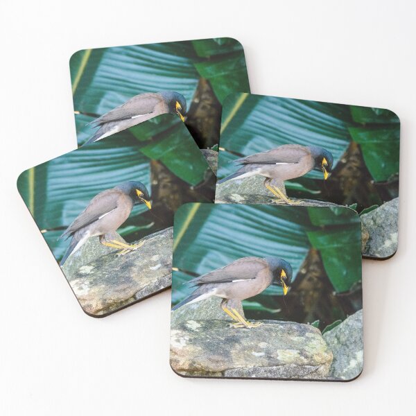 Item preview, Indian Myna designed and sold by frommyhorizon.