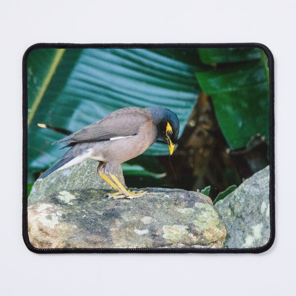 Item preview, Indian Myna designed and sold by frommyhorizon.