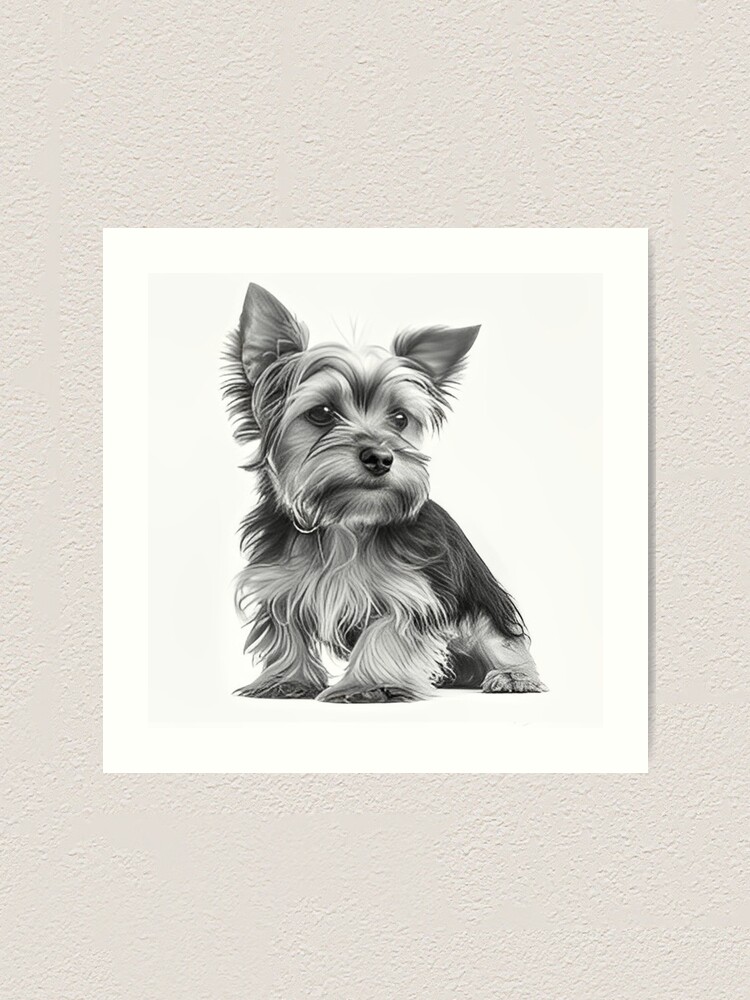 Yorkshire Terrier pencil 2024 drawing