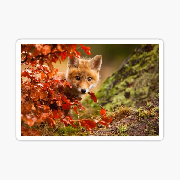 Baby Red Fox Face and Autumn Leaves In Forest Animal Wildlife Nature Photograph Sticker